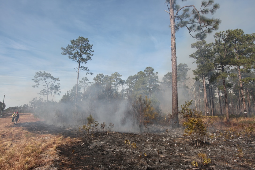A patch of burnt underbrush is all that remains after forestry personnel conducted a controlled burn near Lyman Road aboard Marine Corps Base Camp Lejeune, Dec. 21. Controlled burns such as this one promotes new growth and gives the long-leafed pine a chance to grow and thrive off the nutrients a controlled burn provides.
