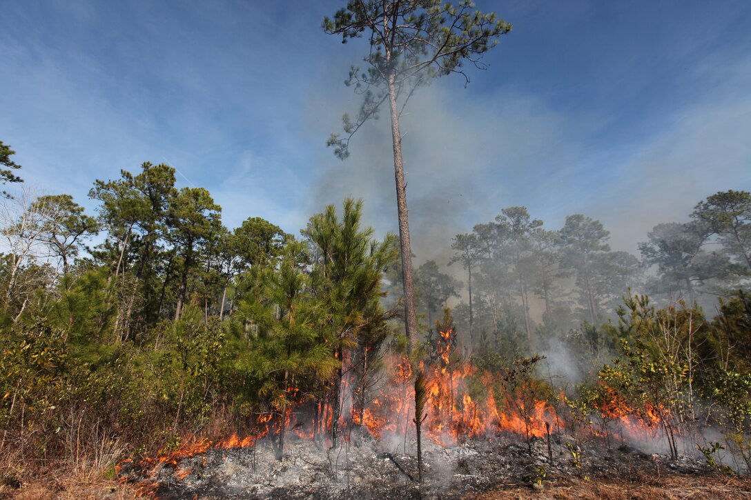 Smoke reaches for the skies as underbrush is burns aboard Marine Corps Base Camp Lejeune after forestry personnel conducted a controlled burn near Lyman Road, Dec. 21. Controlled burns remove underbrush which greatly reduces the risks of unintentional fires and helps promote new growth.