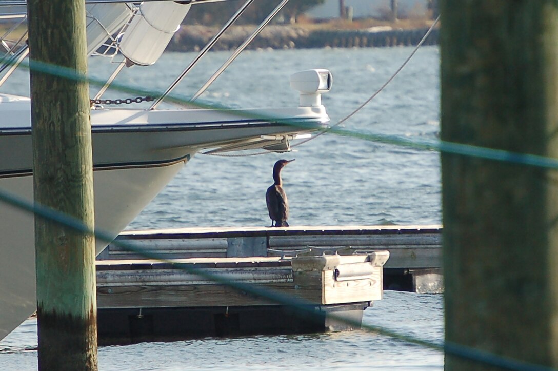A large seabird, the double-breasted cormorant, surveys the waters of the marina from the end of a pier at Langley Air Force Base, Va., Dec. 17, 2011. Members of the base community conducted the fall portion of the semi-bird count, now in its 26th year, Saturday.  The presence of high winds resulted in fewer birds being sighted than in previous years. (U.S. Air Force photo by Senior Master Sgt. Anna Hayman/Released)
