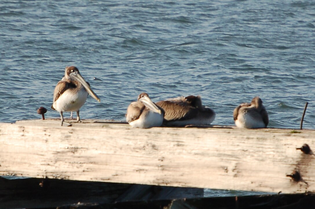 Brown pelicans roost on the remains of the pier adjacent to the King Street gate entrance to Langley Air Force Base, Va.,Dec. 17, 2011. Members of the base community conducted the semi-annual bird count Saturday. Data collected during the bird count is provided to the wing safety office and the Audubon Society. (U.S. Air Force photo by Senior Master Sgt. Anna Hayman/Released)