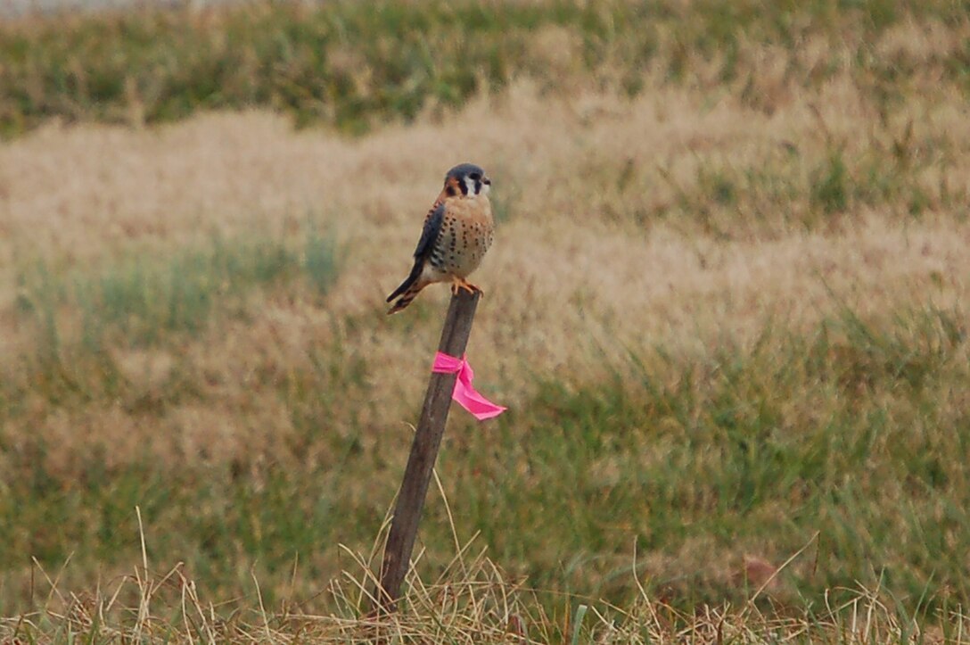 An American kestrel, a small breed of falcon, perches on a marker near the Lighter-Than-Air bypass at Langley Air Force Base, Va., Dec. 17, 2011. Members of the base community conducted the semi-annual bird count Saturday. Eight personnel spotted 825 birds of 50 different species at sites around the base. (U.S. Air Force photo by Senior Master Sgt. Anna Hayman/Released)