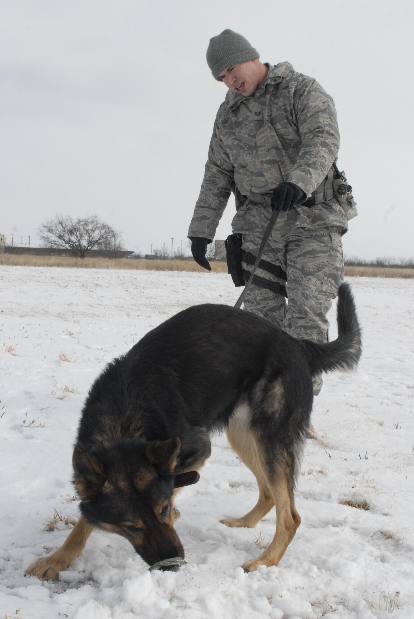 GOODFELLOW AIR FORCE BASE, Texas-  Spindla, a military working dog assigned here, digs in the snow for his training toy while his handler, Staff Sgt. Johnathan Halcomb, 17th Security Forces Squadron, watches, Feb. 1. Nearly two inches of snow and ice blanketed the San Angelo area. (U.S. Air Force photo/Connie Hempel)