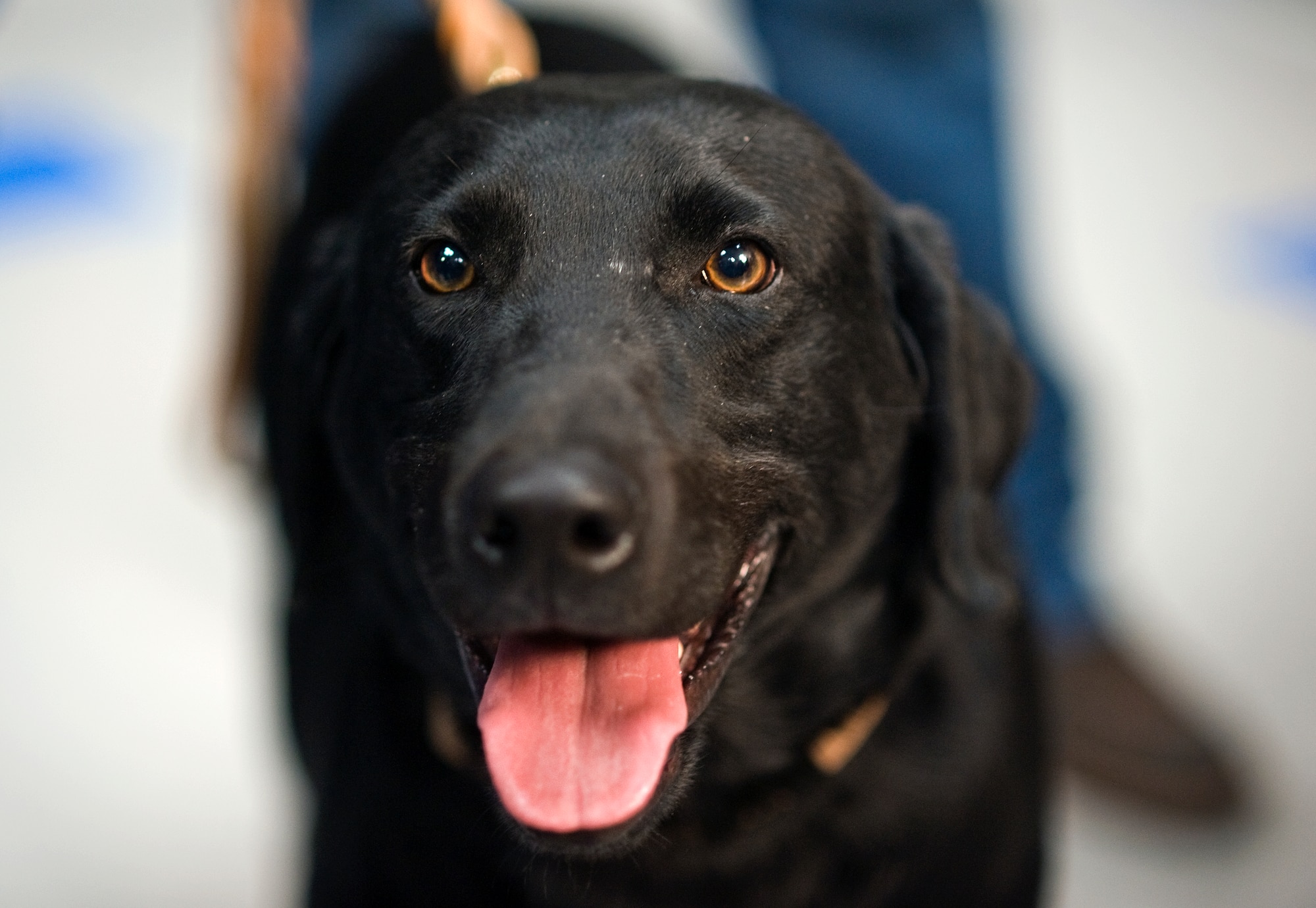 Eli, a bomb-sniffing military working dog, was assigned to Marine Pfc. Colton Rusk who was killed Dec. 5 in Afghanistan by Taliban sniper fire. Eli loyally stayed by his handler's side, even biting at Marines trying to move their fallen comrade. Private Rusk’s family traveled to Lackland Air Force Base, Texas, Feb. 3, 2011, for a retirement and adoption ceremony.  Department of Defense officials granted the Rusk family permission to adopt Eli following his “retirement from the U.S. Marine Corps.” (U.S. Air Force photo/Tech. Sgt. Bennie J. Davis III)