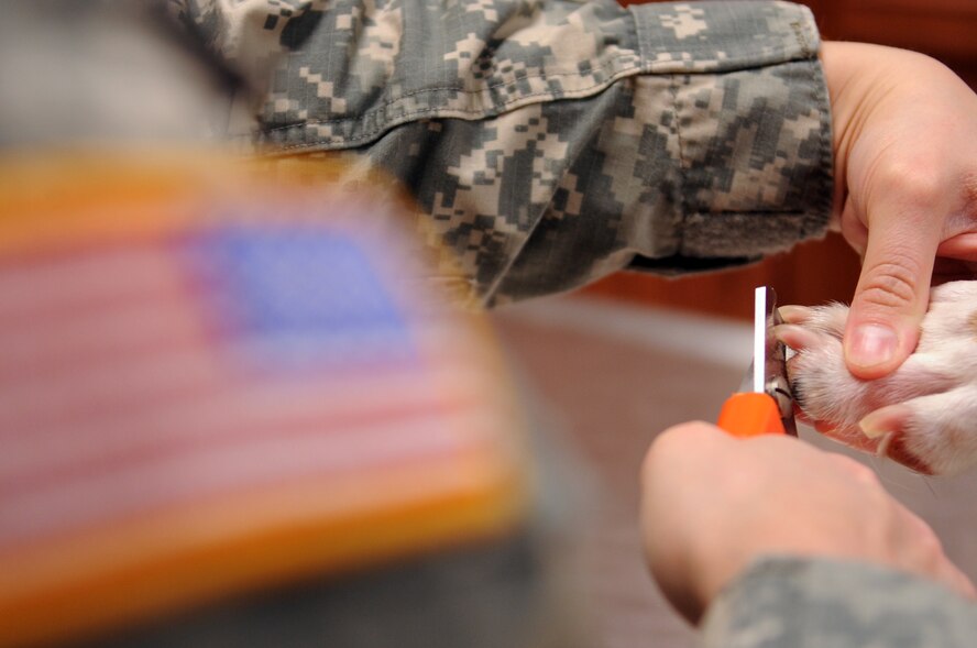 MOODY AIR FORCE BASE, Ga. -- Capt. Megan Branham, 23rd Aerospace Medicine Squadron officer in charge, clips Tyson’s nails Feb. 3. Clipping dog nails is a delicate procedure as irregular cutting leads to bleeding and pain. (U.S. Air Force photo/Airman 1st Class Douglas Ellis)(RELEASED)
