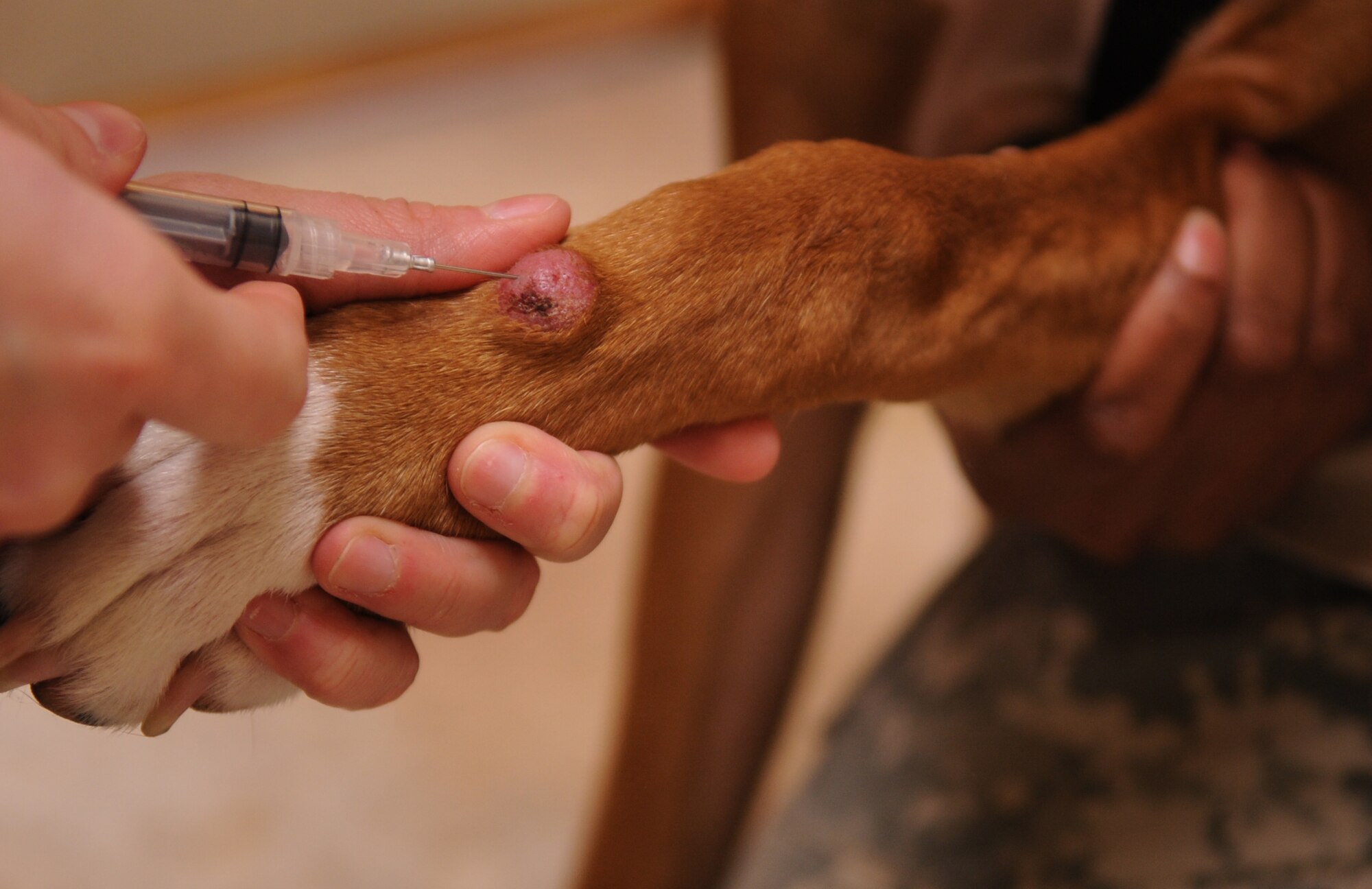 MOODY AIR FORCE BASE, Ga. -- Capt. Megan Branham, 23rd Aerospace Medicine Squadron officer in charge, draws Tyson’s blood as Spc. Latuanya Shiver, 23rd AMDS animal care technician, holds him Feb. 3. Tyson’s blood was drawn was to see what is causing the sore to grow. (U.S. Air Force photo/Airman 1st Class Douglas Ellis)(RELEASED)

