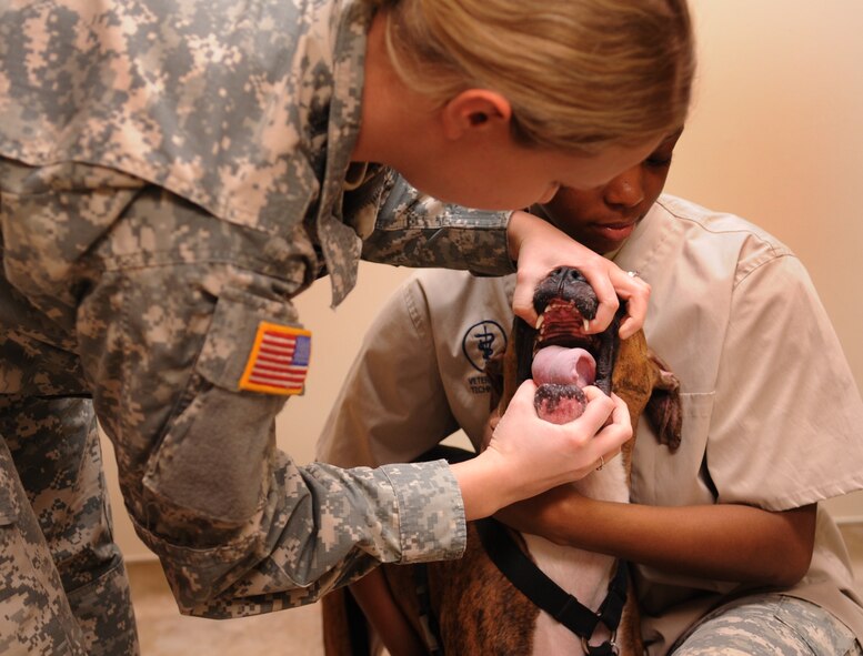 MOODY AIR FORCE BASE, Ga. -- Capt. Megan Branham, 23rd Aerospace Medicine Squadron officer in charge, checks Fenway’s teeth as Spc. Latuanya Shiver, 23rd AMDS animal care technician, holds him Feb. 3. Checking teeth is part of a routine checkup given by veterinarians. (U.S. Air Force photo/Airman 1st Class Douglas Ellis)(RELEASED)
