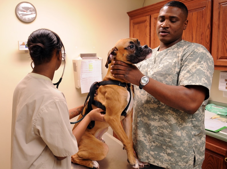 MOODY AIR FORCE BASE, Ga. -- Staff Sgt. Terrance McDuffie, 23rd Aerospace Medicine Squadron animal care technician NCO in charge, holds Fenway as Spc. Latuanya Shiver, 23rd AMDS animal care technician, checks Tyson’s heart rate Feb. 3. Due to horseplay, Tyson’s heart rate was 103 beats per minute, which is slightly higher than average. (U.S. Air Force photo/Airman 1st Class Douglas Ellis)(RELEASED)
