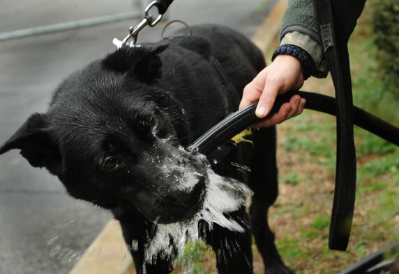 MOODY AIR FORCE BASE, Ga. -- Military Working Dog Ficko drinks water after completing a confidence course Feb. 4. Staff Sgt. Ryan Frederick, 23rd Security Forces Squadron MWD handler, ensures that Ficko is hydrated after a long day of training. (U.S. Air Force photo/Airman 1st Class Douglas Ellis)