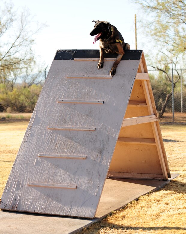 DAVIS-MONTHAN AIR FORCE BASE, Ariz. – Bruno, an attack dog from the D-M K-9 unit, tackles one of the various hurdles on the obstacle course, here Jan. 26. The obstacle course builds up the dog’s confidence so the MWD will be able to handle any challenge that comes its way on a mission or deployment. (U.S. Air Force photo/Airman 1st Class Jerilyn Quintanilla)