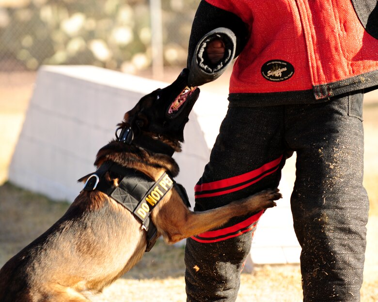 DAVIS-MONTHAN AIR FORCE BASE, Ariz. - Bruno, an attack dog from the D-M K-9 unit, attacks a handler from the 355th Security Forces Squadron, here Jan. 26. Military working dogs not only target the arms of suspects, but any appendage or part of the body they can get a hold of. (U.S. Air Force photo/Airman 1st Class Jerilyn Quintanilla)