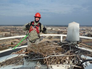 LANGLEY AIR FORCE BASE, Va. -- Airman 1st Class Jaymes Crusan, 633d Civil Engineer Squadron, discovers an inactive osprey nest while making repairs to the beacon lightstand atop the 200-foot water tower. The water tower beacon light serves as an obstruction safety marker and navigation aid to pilot's approaching Langley airfield.  In the coming weeks, it is likely a pair of osprey will return from South America to nest at the water tower this summer. (Photo by Thomas Olexa)