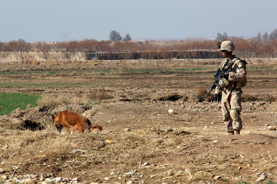 Pablo, a military working dog, sits to signal he found an improvised explosive device under supervision of his handler, U.S. Marine Corps Lance Corporal David Pond, attached to Company I, Battalion Landing Team 3/8, 26th Marine Expeditionary Unit, Regimental Combat Team 8, at Kakar, Helmand province, Afghanistan, Feb. 14, 2011. Pablo and Explosive Ordnance Disposal Marines found and cleared seven main charges, three pressure-plates and a command-pull device from Kakar that day. Elements of 26th Marine Expeditionary Unit deployed to Afghanistan to provide regional security in Helmand province in support of the International Security Assistance Force.