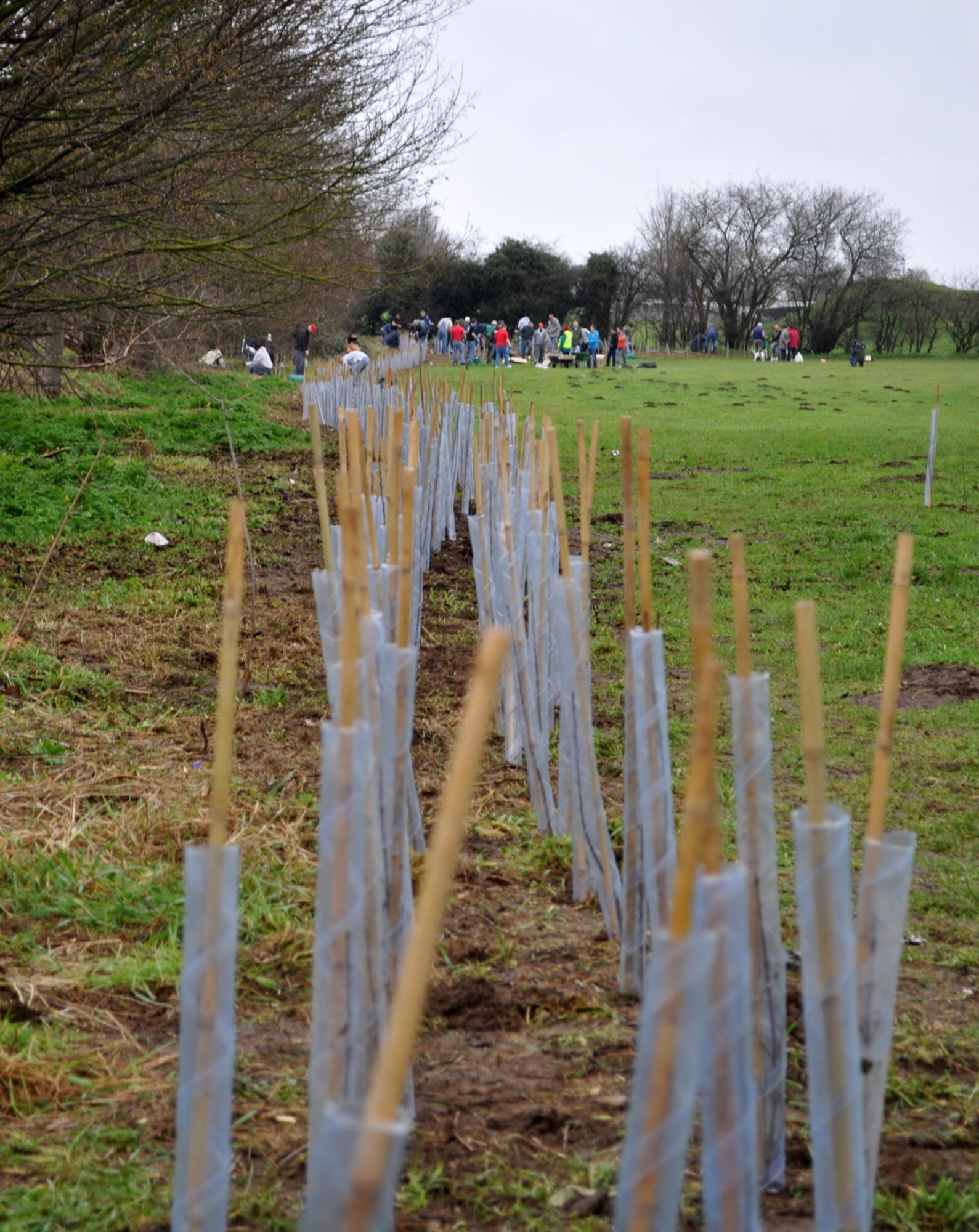 NEWMARKET, England -- More than 50 volunteers, including members from RAFs Lakenheath and Mildenhall, participated in a Tree and Hedge Planting Extravanganza, Feb. 12, 2011, in support of "Go Wild in Newmarket's" endeavor to plant 1,500 trees to form a wildlife hedge. The group is made up of local volunteers focused on promoting awareness of natural habitats. (U.S. Air Force photo/Tech. Sgt. Marelise Wood)