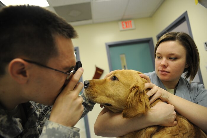 Army Spc. Depa Mead holds Guido, a golden retriever, while Capt. Andrew Schrader uses an ophthalmoscope to view the dog's retina. Using an opthalmoscope can help the veterinarian detect vision problems and various infections the animal may have. Captain Schrader and Specialist Mead are with the Tennessee Valley District Veterinary command, and work at the base veterinary clinic here. (U.S. Air Force photo/Senior Airman Katie Gieratz)