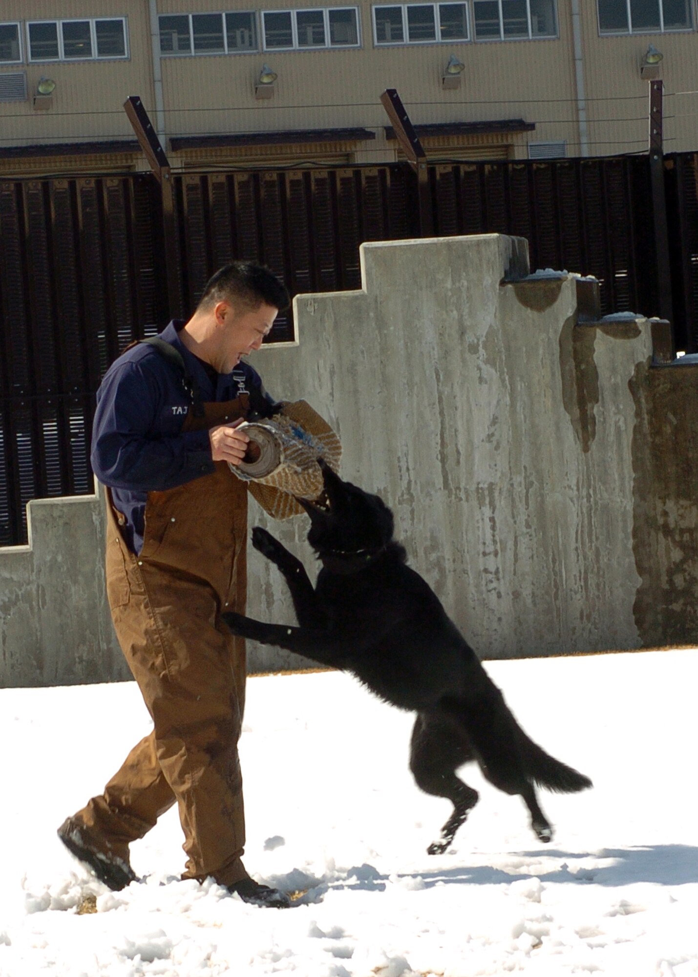 YOKOTA AIR BASE, Japan -- Stella, a 374th Security Forces Squadron military working dog, takes a bite out of Naokazu Tajika, 374th SFS MWD handler, during a training demonstration here Feb. 15. Mr. Tajika wore a protective suit during the demonstration, which MWD handlers often use when training dogs to apprehend suspects. (U.S. Air Force photo/Airman 1st Class Andrea Salazar)