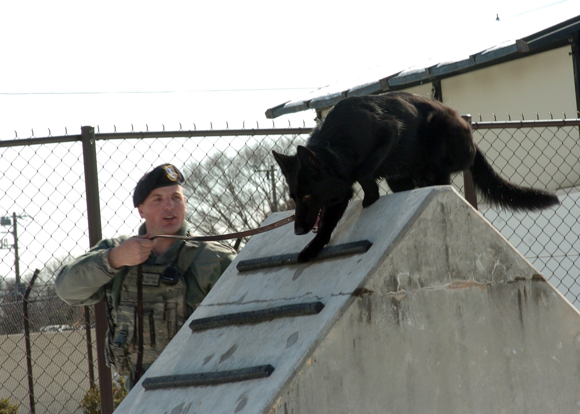 YOKOTA AIR BASE, Japan -- Staff Sgt. Leo Peters, 374th Security Forces Squadron military working dog handler, along with Stella, his MWD, run through the obedience course here Feb. 15. The team trains daily to maintain proficiency. (U.S. Air Force photo/Airman 1st Class Andrea Salazar)