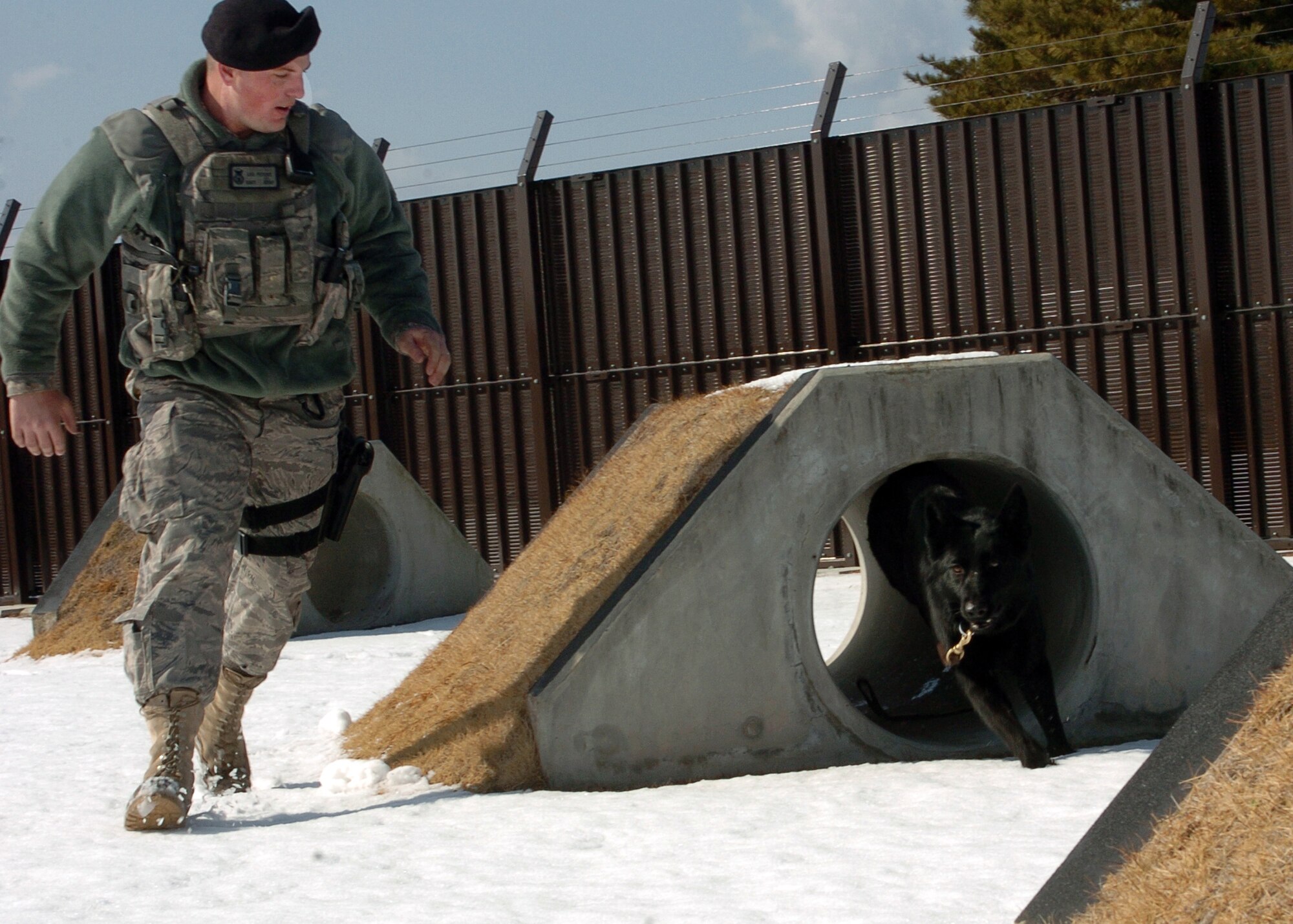 YOKOTA AIR BASE, Japan -- Staff Sgt. Leo Peters, 374th Security Forces Squadron military working dog handler, along with Stella, his MWD, run through the obedience course here Feb. 15. Military working dogs and their handlers train daily to maintain proficiency. (U.S. Air Force photo/Airman 1st Class Andrea Salazar)