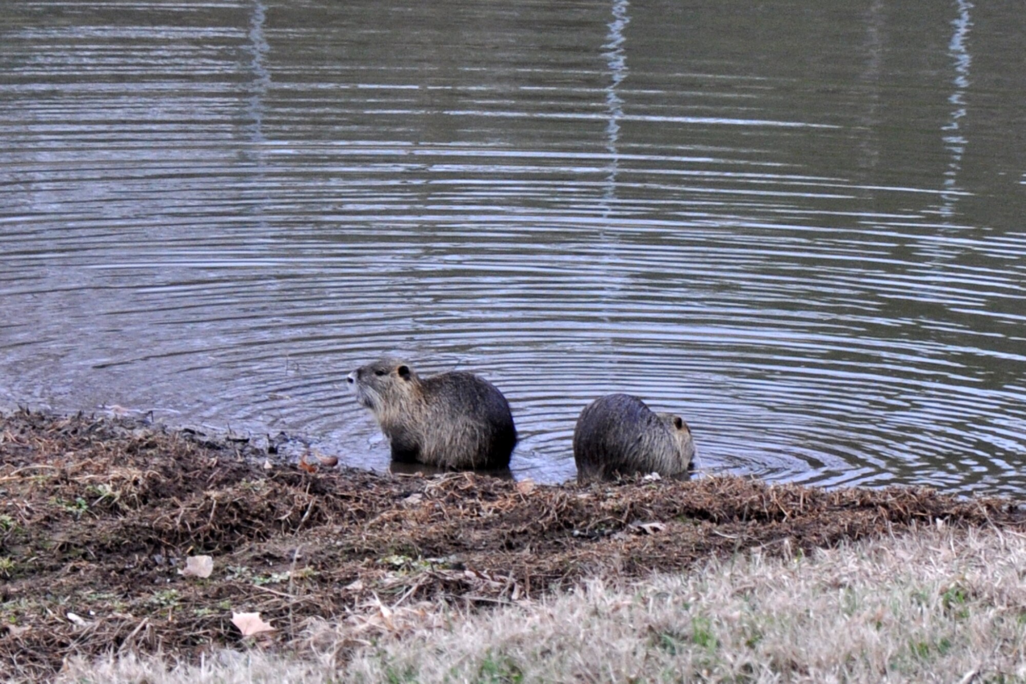 A couple of Nutria search for food near the 307th Bomb Wing Headquarters building on Barksdale Air Force Base, La., Feb. 16, 2011. A family of Nutria makes their home in the bank of a waterway that flows in front of the headquarters building here. Nutria resembles a very large rat, or a beaver with a small tail. Originally native to moderate temperature locations in South America, it was introduced to North America for the most part, by fur ranchers. Nutria live in burrows alongside stretches of water and feed on river plants. The downside to the elusive creatures is that in certain locations they can cause erosion due to their burrowing, and they waste up to 90 percent of the vegetation they consume while eating only the stems. Numerous species of animals, birds and reptiles make their homes in the area.  Barksdale Airmen take pride in maintaining a base that is animal friendly. (U.S. Air Force photo/Tech. Sgt. Jeff Walston)