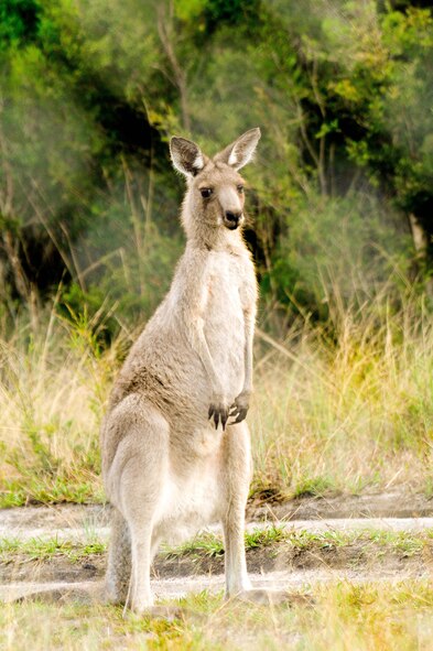 A Kangaroo observes members of the 132nd Fighter Wing (FW), Des Moines, IA., and Iowa Air National Guard, conduct a foreign object detection walk to clear the runway for flight operations at the Royal Australian Air Force (RAAF) Base, Williamtown, New South Wales, Australia, on February 21, 2011. The 132nd FW and the 185th Air Refueling Wing are participating in a joint flight exercise, "Sentry Down Under", with the RAAF.
(USAF Photo/ TSGT Oscar M. Sanchez-Alvarez)