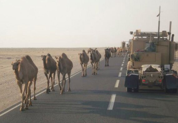 Sergeant Perkins and his convoy pull to the right side of the road for local nationals and their herd of camels as they travel through Iraq.