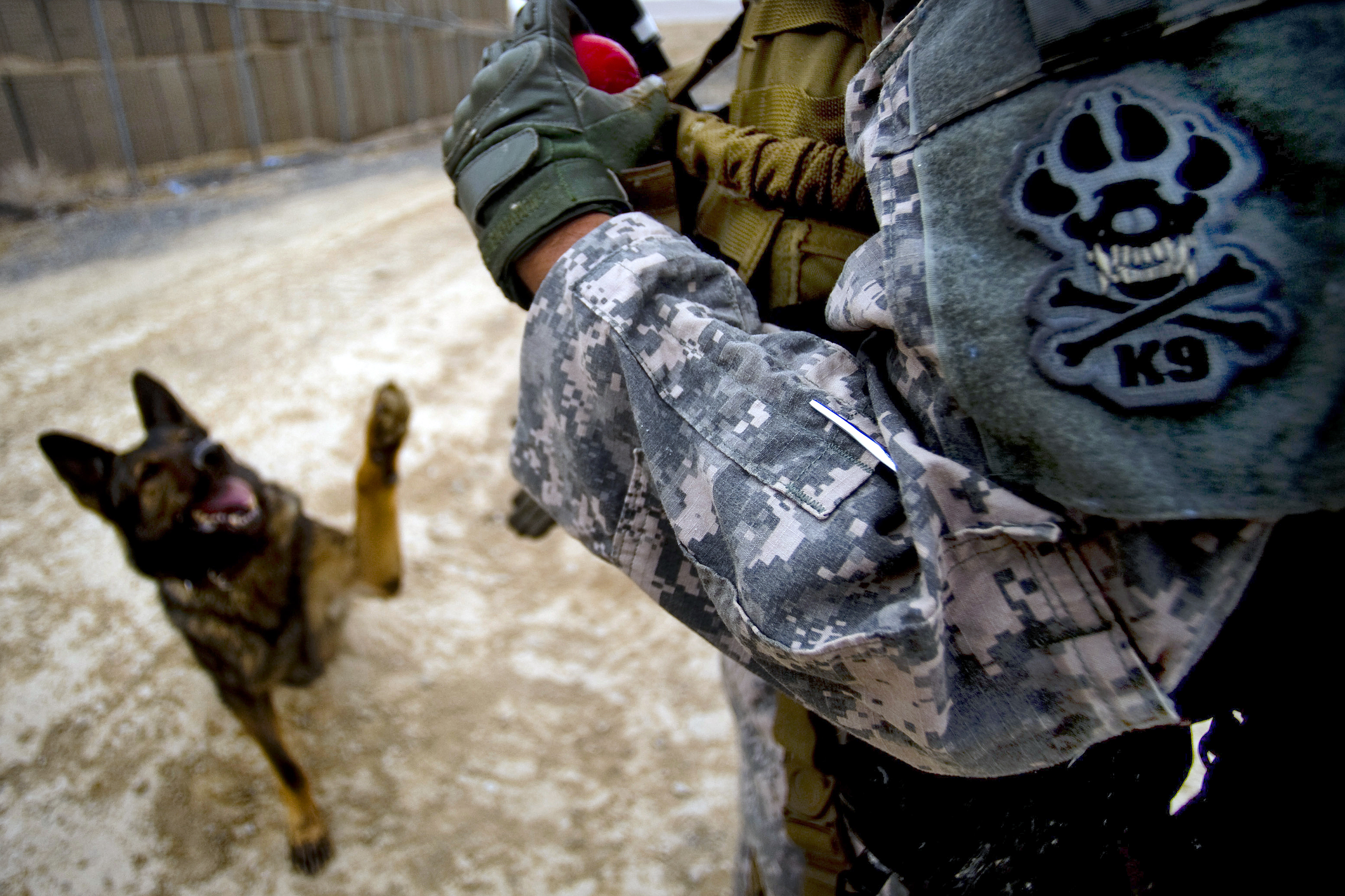 photo essay dogs in the military Photos: the 10 best photo essays of january 2015 here’s a photo essay about us war dogs that appeared in foreign policy a world disrupted. photo essay dogs in the military Photos: the 10 best photo essays of january 2015 here’s a photo essay about us war dogs that appeared in foreign policy a world disrupted.