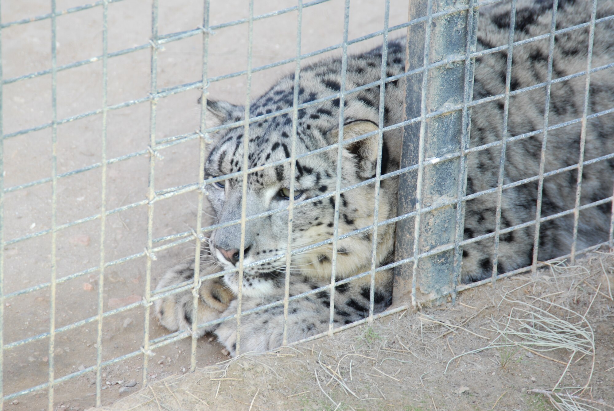Anny, a snow leopard, waits for her afternoon meal to be delivered. She is one of a dozen endangered felines on display at the Exotic Feline Breeding Compound's Feline Conservation Center in Rosamond, Calif. The zoo has over 70 endangered cats and is known for its work in breeding endangered species of felines. The center is open to the public every day except Wednesday. (Air Force photo by Kenji Thuloweit)