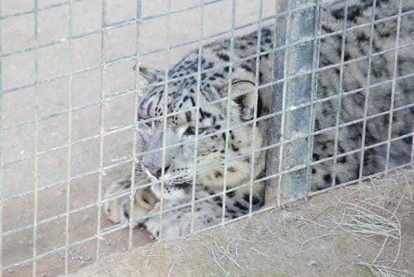 Anny, a snow leopard, waits for her afternoon meal to be delivered. She is one of a dozen endangered felines on display at the Exotic Feline Breeding Compound's Feline Conservation Center in Rosamond, Calif. The zoo has over 70 endangered cats and is known for its work in breeding endangered species of felines. The center is open to the public every day except Wednesday. (Air Force photo by Kenji Thuloweit)