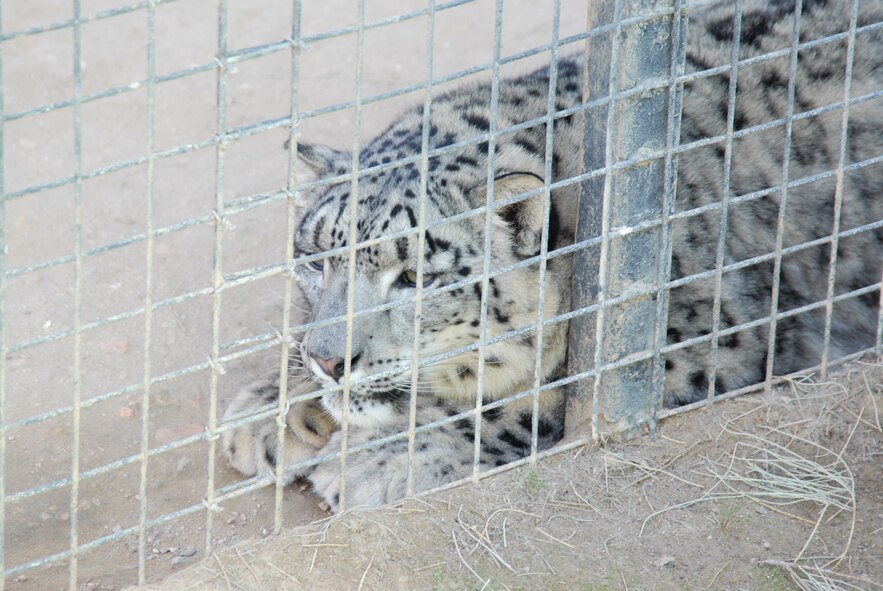 Anny, a snow leopard, waits for her afternoon meal to be delivered. She is one of a dozen endangered felines on display at the Exotic Feline Breeding Compound's Feline Conservation Center in Rosamond, Calif. The zoo has over 70 endangered cats and is known for its work in breeding endangered species of felines. The center is open to the public every day except Wednesday. (Air Force photo by Kenji Thuloweit)