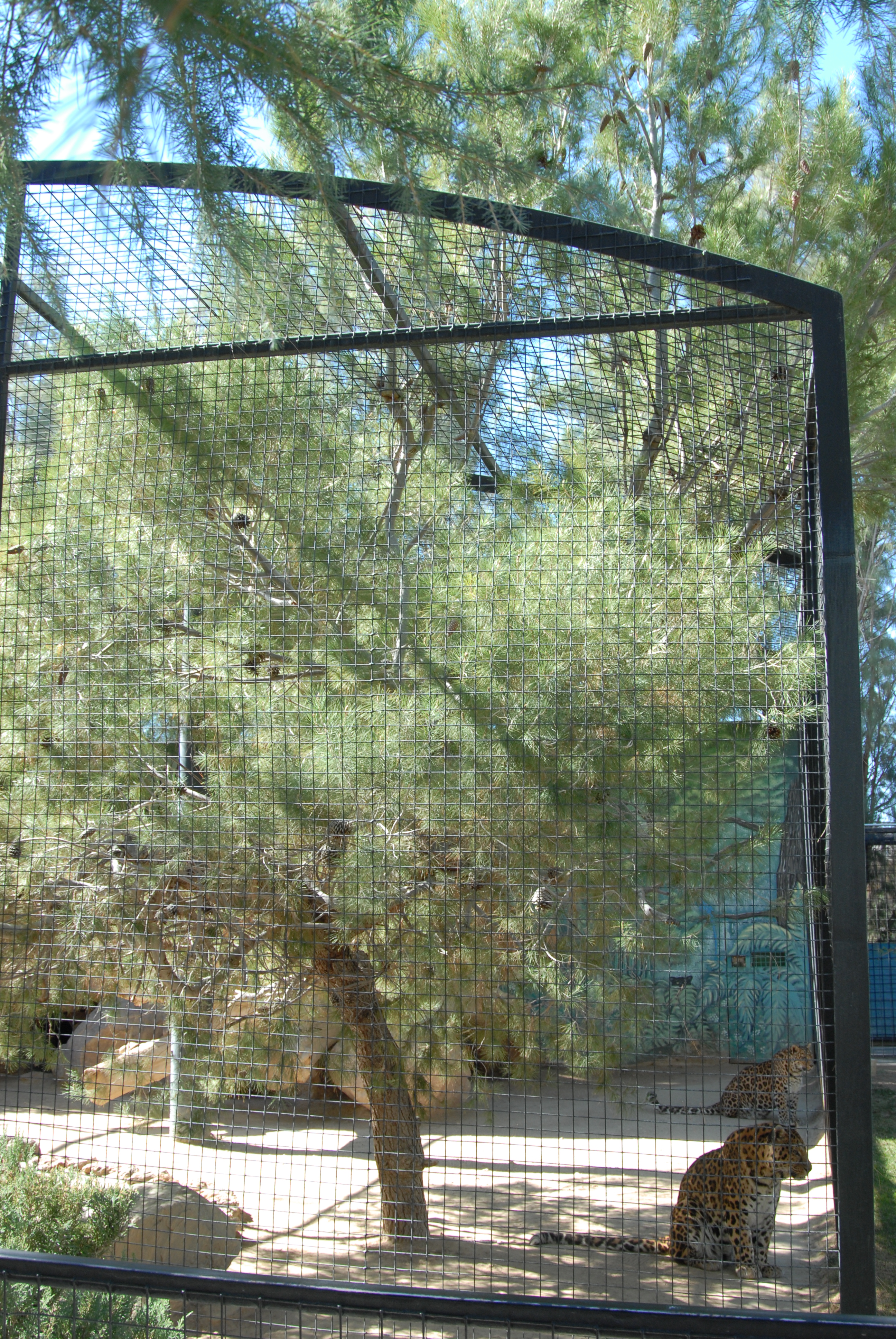 Feline Find In The Doggone Desert Edwards Air Force Base News
