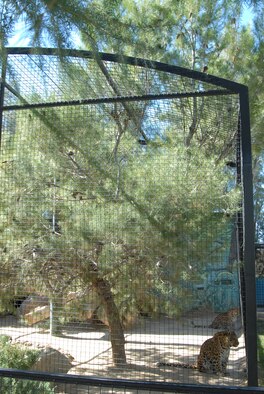 Two Northern Chinese leopards enjoy the shade in their enclosure at the Exotic Feline Breeding Compound's Feline Conservation Center in Rosamond, Calif. The natural-habitat cages offer close-up viewing of some of the world's rarest cats. The center is 25 minutes from Edwards' West Gate and is a world renowned facility for breeding endangered cats. (Air Force photo by Kenji Thuloweit)