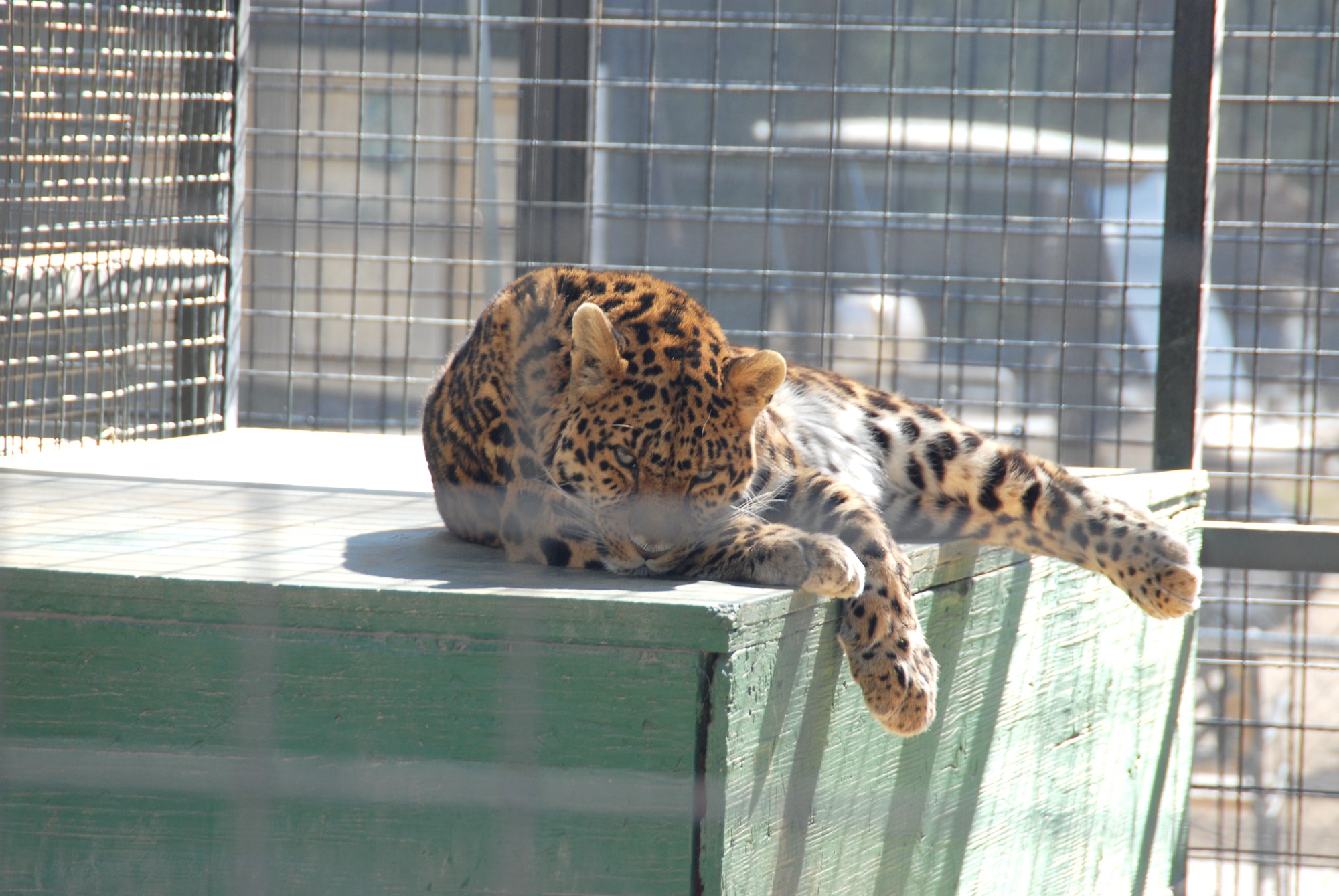 A Northern Chinese leopard peers through his enclosure at the Exotic Feline Breeding Compound's Feline Conservation Center in Rosamond, Calif., 25 minutes from Edwards. The center is home to over 70 exotic cats with dozens on display. The wild cat zoo and research center is world renowned for its work in breeding endangered species of felines. (Air Force photo by Kenji Thuloweit)