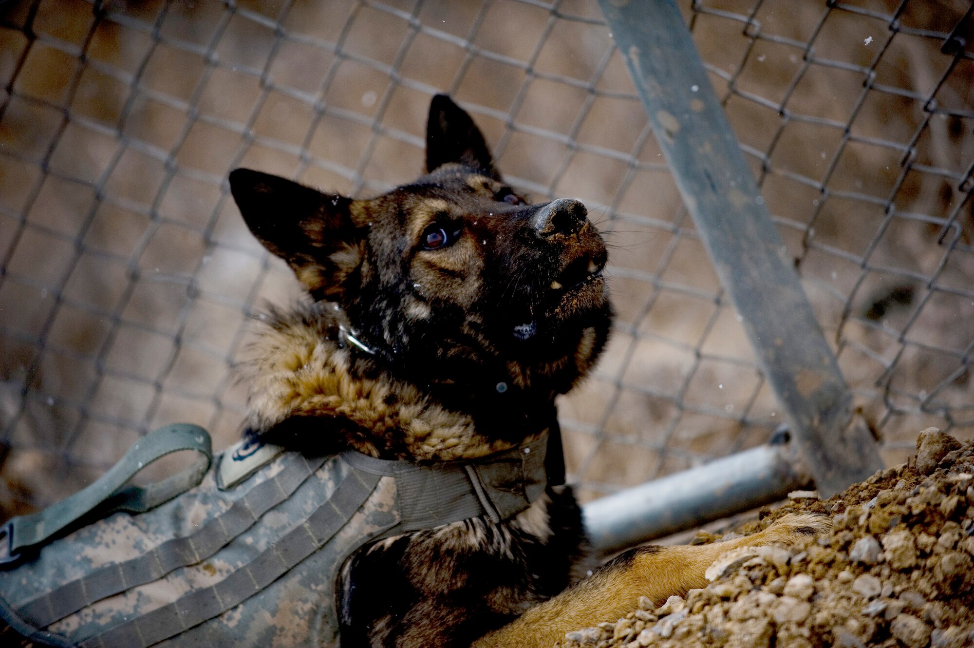 Edy, a military working/patrol explosive detection dog, gives an indication sign that he has sniffed out explosive-making materials during a training session Feb. 18, 2011, at Forward Operating Base Lagman, Afghanistan. (U.S. Air Force photo/Master Sgt. Adrian Cadiz)
