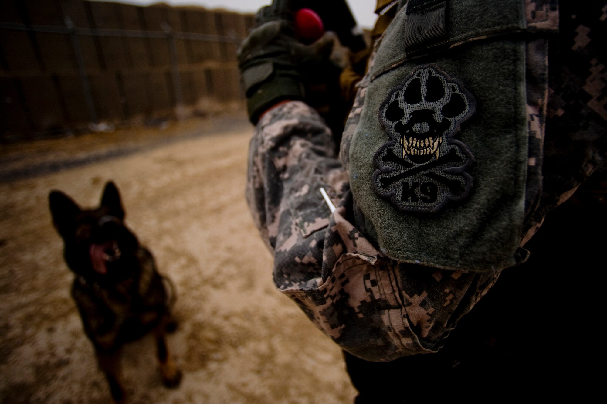 Spc. Joseph Lopez, a military working dog handler for Combined Team Zabul, Afghanistan, deployed from the 148th Military Police Detachment, Ft. Carson, Colo., praises and prepares to give his military working/patrol explosive detection dog Coley a chew toy after Coley successfully sniffed out explosive devices during an explosive device detection training session at Forward Operating Base Lagman.Sergeant Pascual and Edy are part of Combined Team Zabul. The team is made up of dogs and dog handlers from the Air Force, Army and Navy who help support the various units at FOB Lagman during patrols and other various missions. (U.S. Air Force Photo/ Master Sgt. Adrian Cadiz)