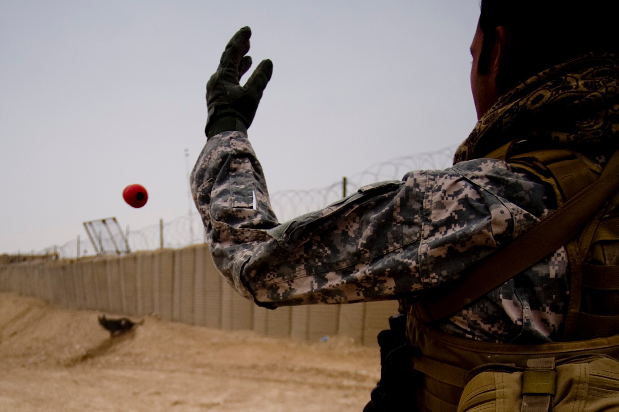 Spc. Joseph Lopez, a military working dog handler for Combined Team Zabul, Afghanistan, deployed from the 148th Military Police Detachment, Ft. Carson, Colo., praises and throws a chew toy to his military working/patrol explosive detection dog Coley after Coley successfully sniffed out explosive devices during an explosive device detection training session at Forward Operating Base Lagman.Sergeant Pascual and Edy are part of Combined Team Zabul. The team is made up of dogs and dog handlers from the Air Force, Army and Navy who help support the various units at FOB Lagman during patrols and other various missions. (U.S. Air Force Photo/ Master Sgt. Adrian Cadiz)