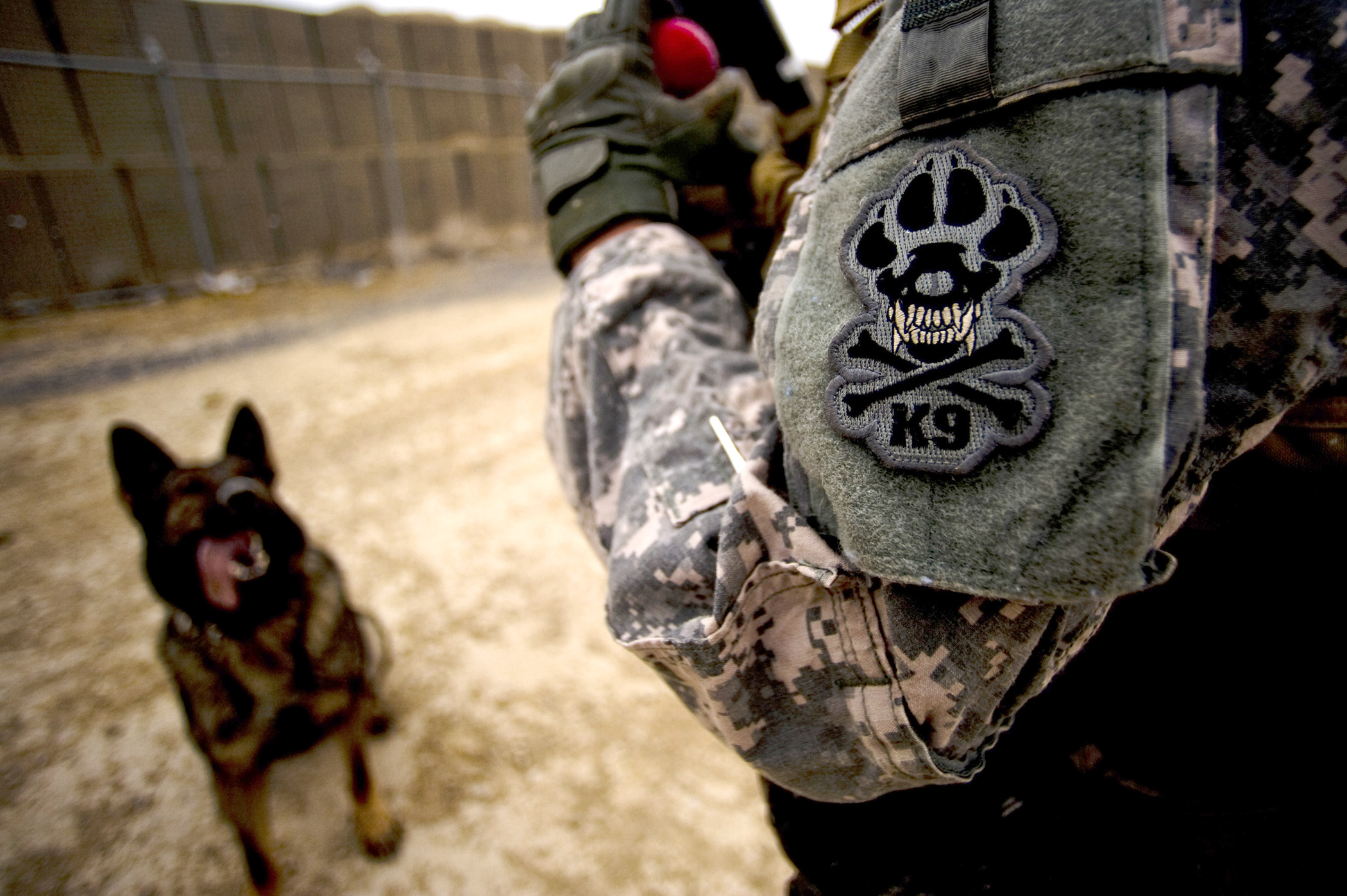 K9 овчарка Army