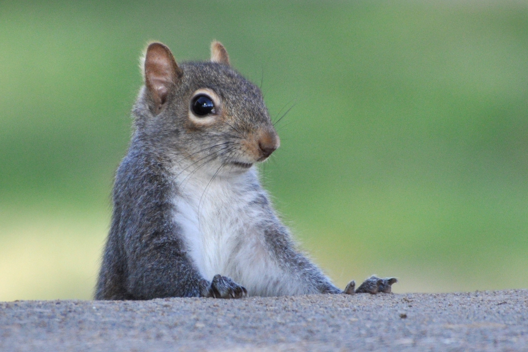 Know your Louisiana wildlife Episode 2 > 307th Bomb Wing > Article Display