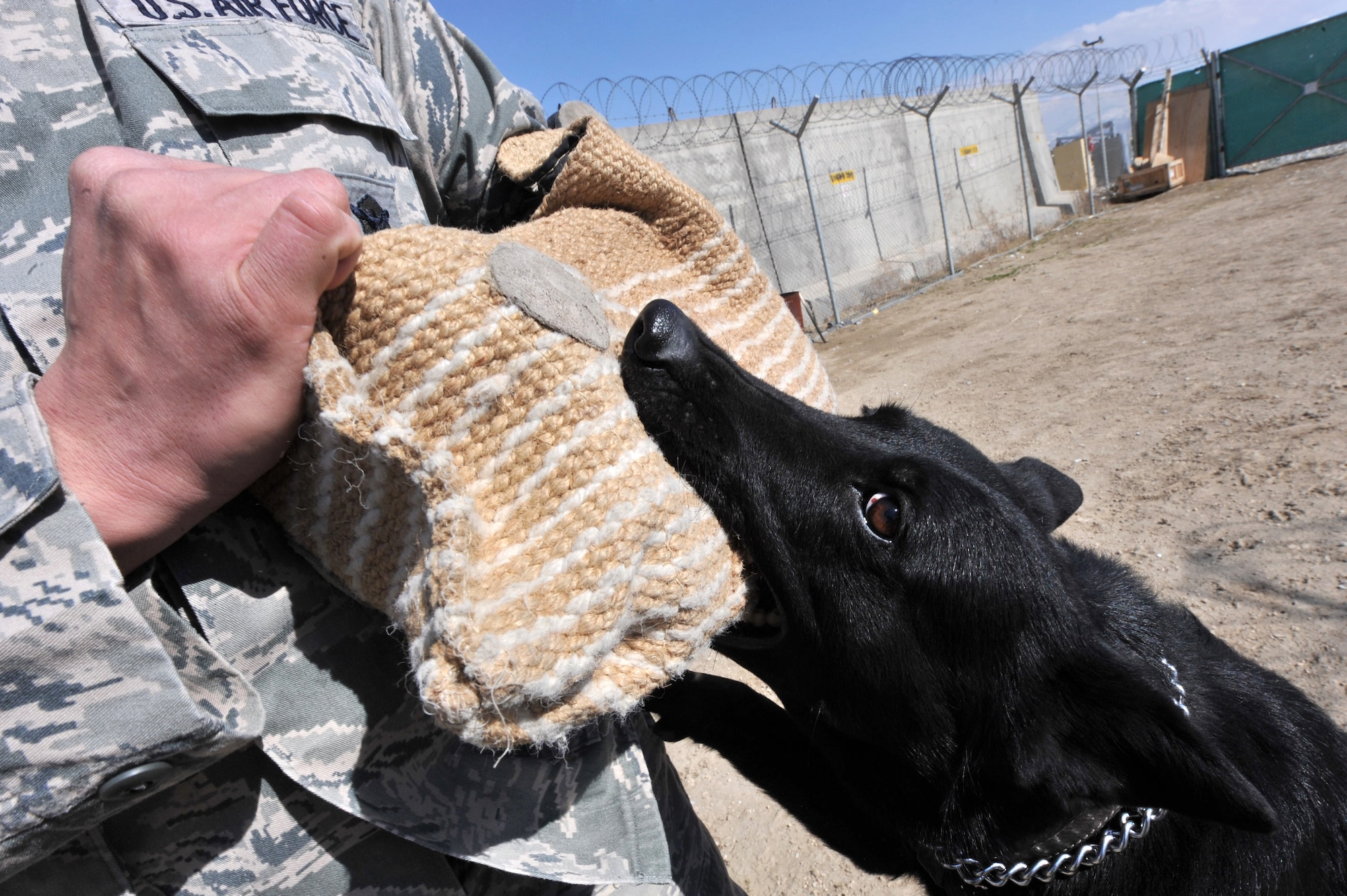 Military working dog Iva attacks Staff Sgt. Bruce Martinez in a controlled aggression exercise at Bagram Airfield, Afghanistan, Feb. 25, 2011. Military working dogs continuously train even in a deployed location. Sergeant Martinez and Iva are assigned to the 455th Expeditionary Security Forces Squadron here. (Air Force photo by Senior Airman Sheila deVera)