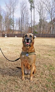 Staff Sgt. Chay, a military working dog with the 221st Military Police Detachment, was awarded the Army Achievement Medal for courageous actions while in the line of duty during a ceremony at the kennels Feb. 17. Chay is the first MWD at the unit to be so recognized. (Photo by Lyna Tucker)


