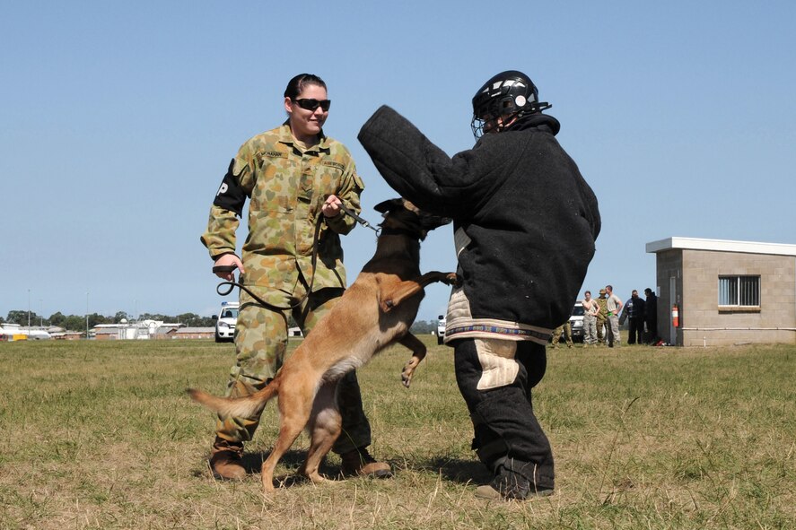 Royal Australian Air Force (RAAF) Military Working Dog, Zoe, jumps to attack Master Sgt. Becky Starmer (right), First Sgt. for the 132nd Fighter Wing (132FW), Des Moines, Iowa, as her handler, LACW Cecelia Monahan (left), holds her leash during a military working dog display at the RAAF Base, Williamtown, Australia on February 24, 2011.  The 132FW and RAAF are currently engaged in Dissimilar Air Combat Training mission, "Sentry Down Under".  (US Air Force photo/Staff Sgt. Linda E. Kephart)(Released)