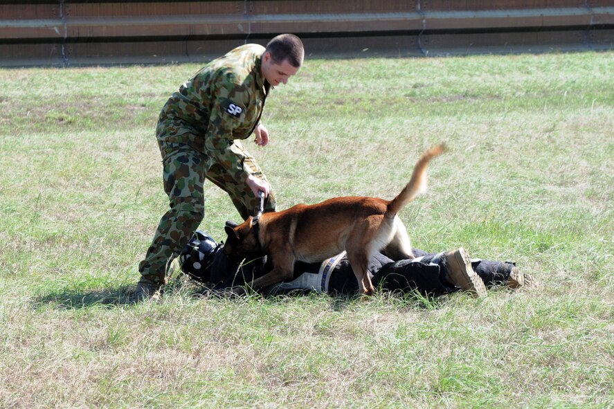 Royal Australian Air Force (RAAF) Military Working Dog, Dan, pounces and attacks Staff Sgt. Rachel Albee (right), member of the 132nd Fighter Wing (132FW), Des Moines, Iowa, as his handler, LAC Vlad Lalovic (left), holds his leash during a military working dog display at the RAAF Base, Williamtown, Australia on February 24, 2011.  The 132FW and RAAF are currently engaged in Dissimilar Air Combat Training mission, "Sentry Down Under".  (US Air Force photo/Staff Sgt. Linda E. Kephart)(Released)