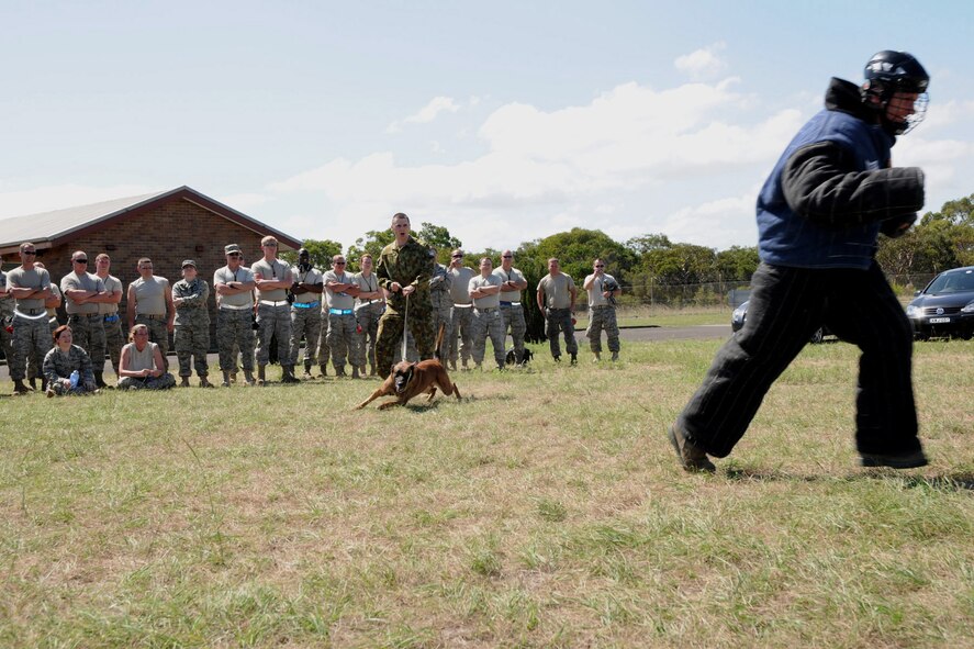 Royal Australian Air Force (RAAF) Military Working Dog, Chisel, is ready to attack as he is held back by his handler, LAC Vlad Lalovic, from the Williamtown RAAF Base, Australia, during a military working dog display which was held there on February 24, 2011; Staff Sgt. Dave Zajicek (right), from the 132nd Fighter Wing (132FW), Des Moines, Iowa, is running away to show how the dog can and will "take him down".  The 132FW is currently deployed in Australia, working with the RAAF.  (US Air Force photo/Staff Sgt. Linda E. Kephart)(Released)