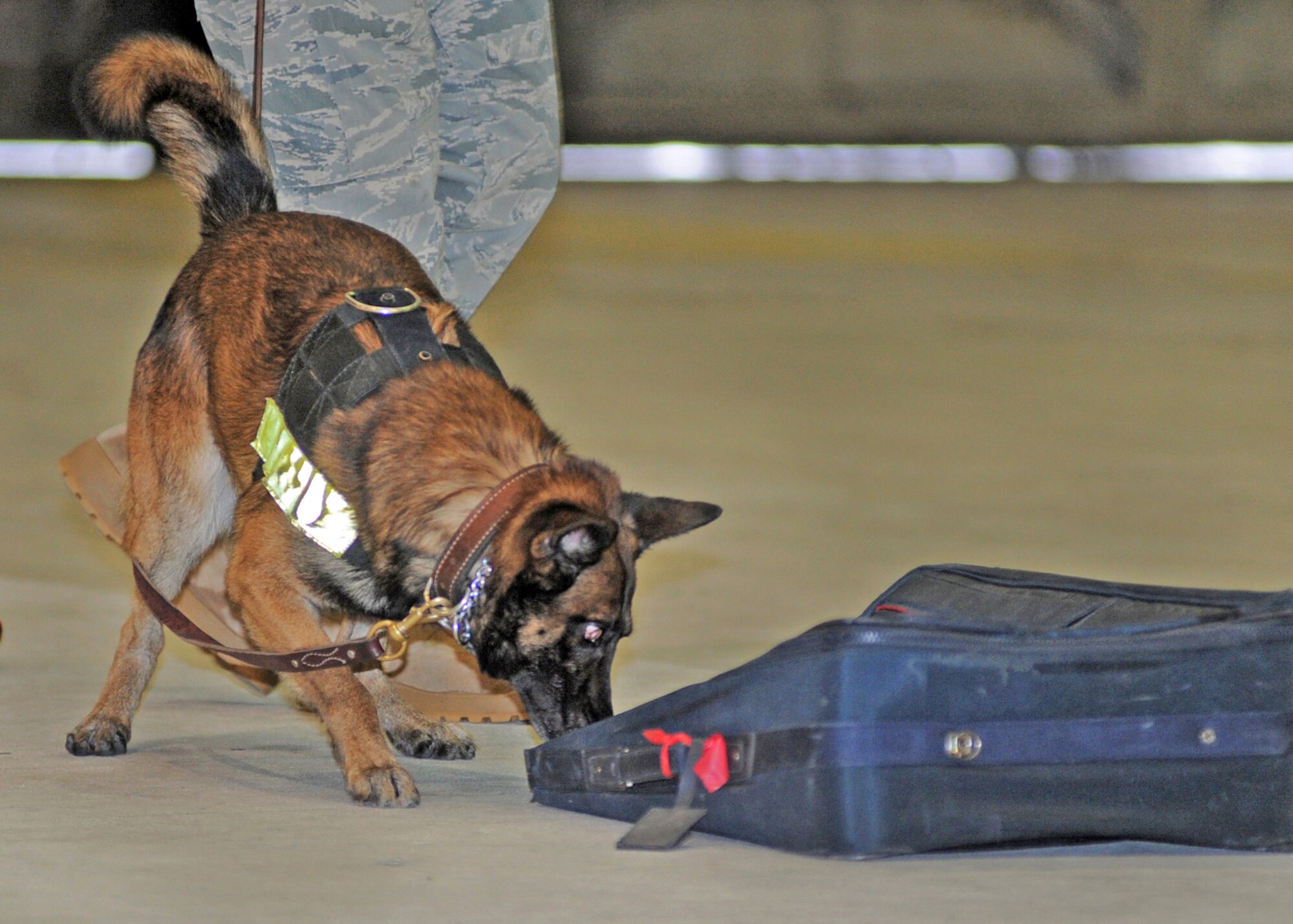 Kahn, a 673d Security Forces military working dog, sniffs out a suspicious bag. (U.S. Air Force photo/Senior Airman Laura Turner)