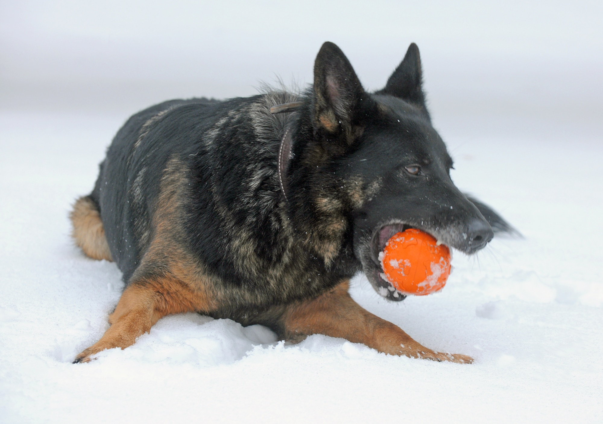 Robson, a 5-year-old German shepherd, plays fetch with Staff Sgt. David Simpson Dec. 29, 2010, at the 52nd Security Forces Squadron military working dog facility at Spangdahlem Air Base, Germany. Handlers give their dogs time to play outside to help them acclimate to cold German winters and harsh conditions in which they must work. Sergeant Simpson is a 52nd SFS military-working-dog handler. (U.S. Air Force photo/Senior Airman Nathanael Callon)