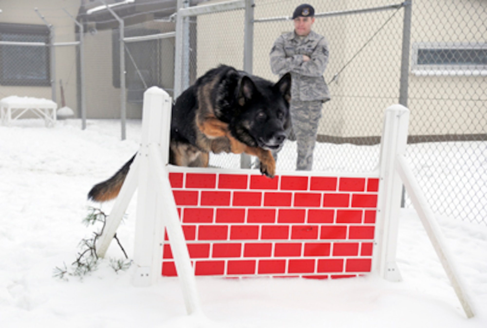 Robson, a 5-year-old German shepherd, jumps over an obstacle Dec. 29, 2010, at the 52nd Security Forces Squadron military working dog facility at Spangdahlem Air Base, Germany.  Military working dogs require extra care during the winter months because of the harsh weather and salt on the roads that irritates the dog's underbelly and paws. The dogs are also given time daily to play in the snow to help them acclimate to the temperature and the snow. (U.S. Air Force photo/Senior Airman Nathanael Callon)