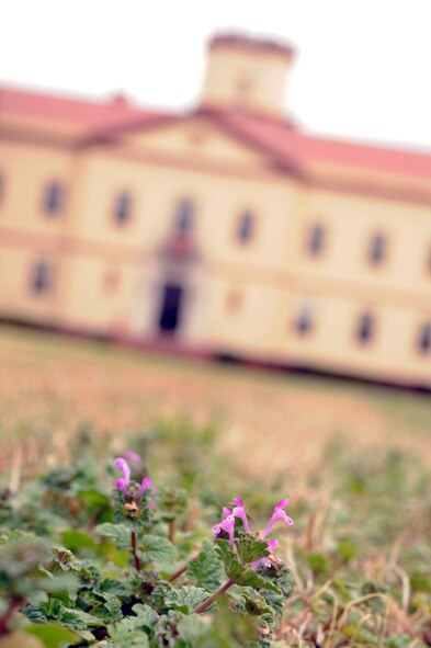 BARKSDALE AIR FORCE BASE, La. -- A Henbit flower is thriving on the front lawn of the 2nd Bomb Wing Headquarters building Jan. 4. The Henbit is one of the most common annual winter wildflowers that grow in moist soil and can reach up to 12 inches. (U.S. Air Force photo/Senior Airman Alexandra M. Boutte) (RELEASED)