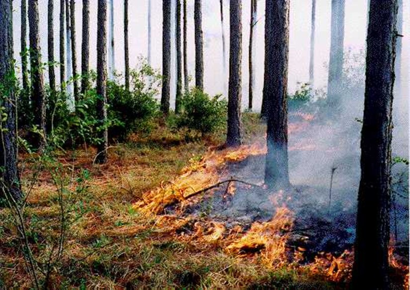 Controlled burns reduce the accumulation of leaf litter, pine needles and dead sticks, reducing the danger of catastrophic wildfires