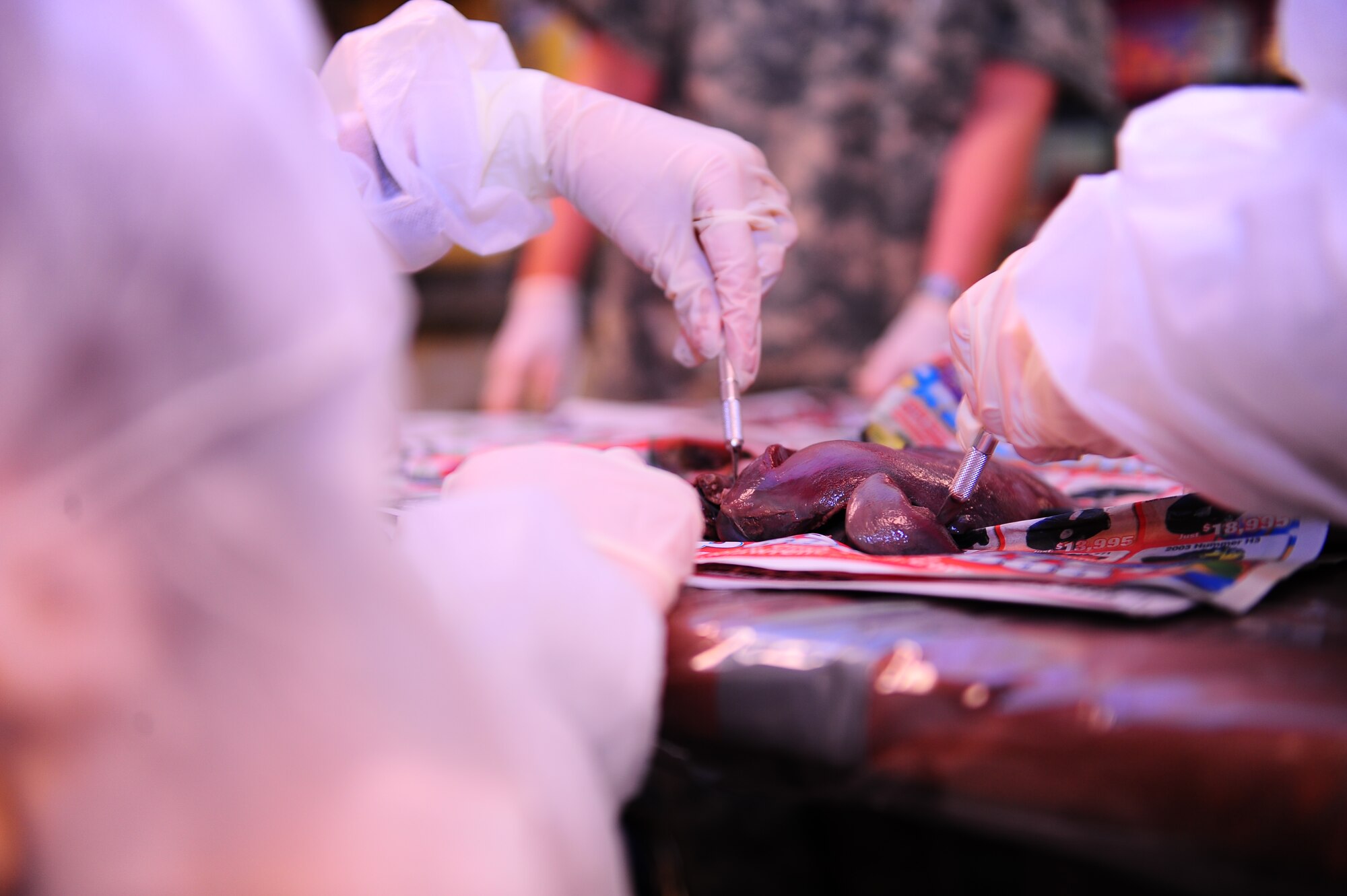 DYESS AIR FORCE BASE, Texas— Two military dependent children dissect the liver of a deer Jan. 3 at the Dyess youth center here. The youth center is open for children five to 18, and offers different programs and activities for each age group. For more information call (325) 696–4797. (U.S. Air Force photo/ Airman First Class Courtney Moses)