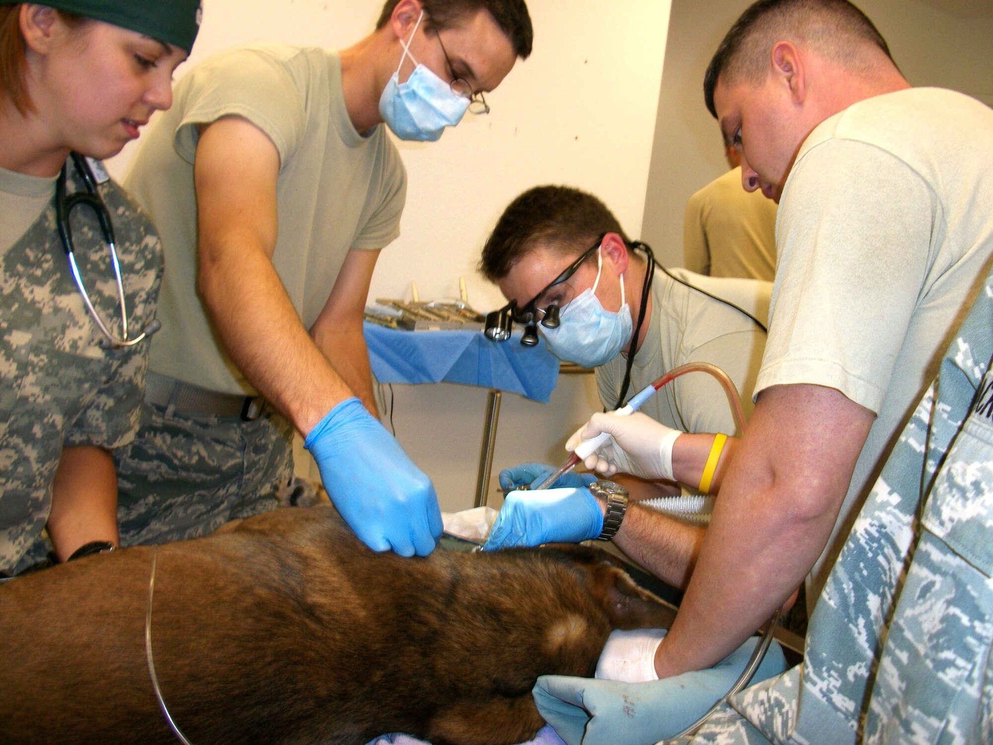 From left to right: Capt. Andrea Winkel, Edwards Veterinarian, Capt. Thomas Reynolds, 95th Medical Group general dentist, Capt. Christopher Raimondi, 95 MDG general dentist, and Senior Airman Eric Rosales, 95 MDG dental technician, work one of Edwards’ military working dogs in October.  Captain Raimondi was asked to conduct oral surgery on the dog, something that he has never done before.  (Courtesy photo)