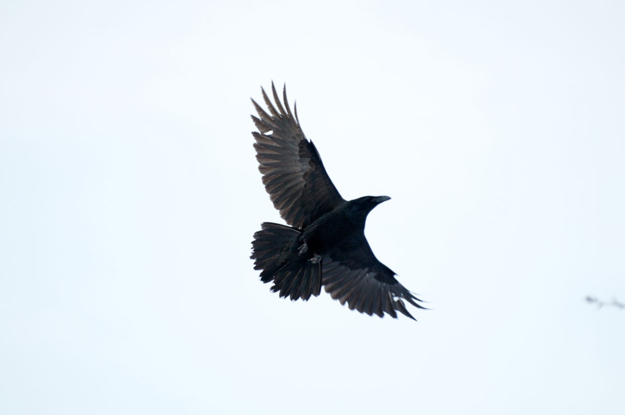 Report all birds within Bird Exclusion Zones surrounding airfields to 552-BIRD. (U.S. Air Force photo\Dave Bedard)