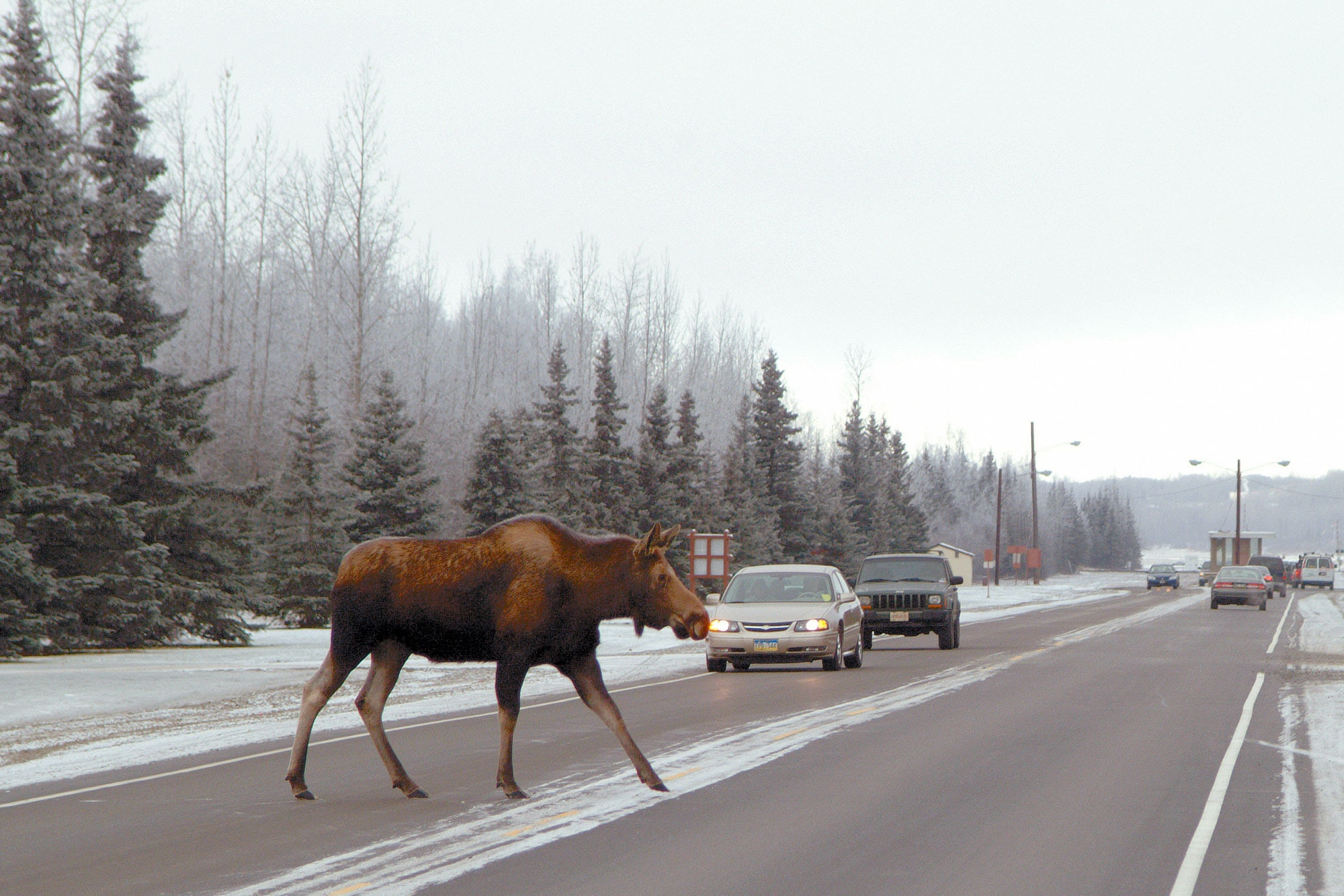 A moose crosses the Davis Highway on Joint Base Elmendorf-Richardson. Moose kill more people each year than bears or wolves. (U.S. Air Force photo\John Pennell)